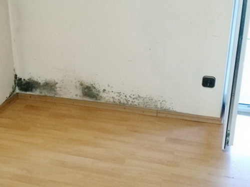 Schimmel überall in der wohnung, schimmelpilz neben balkontür, mieter lüftet nicht